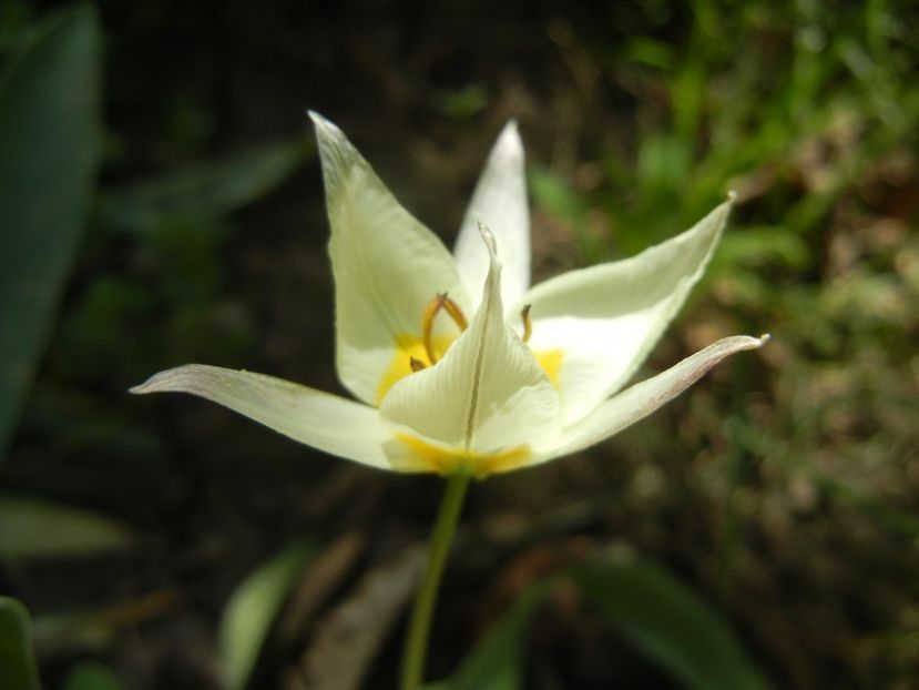 Tulipa Turkestanica (2018, April 09) - Tulipa Turkestanica