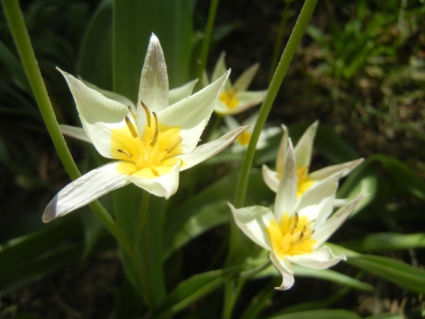 Tulipa Turkestanica (2018, April 09) - Tulipa Turkestanica