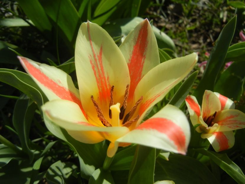 Tulipa Quebec (2018, April 09) - Tulipa Quebec