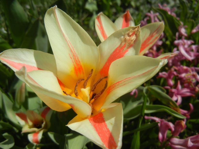 Tulipa Quebec (2018, April 09) - Tulipa Quebec