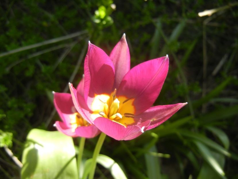 Tulipa Persian Pearl (2018, April 09) - Tulipa Persian Pearl