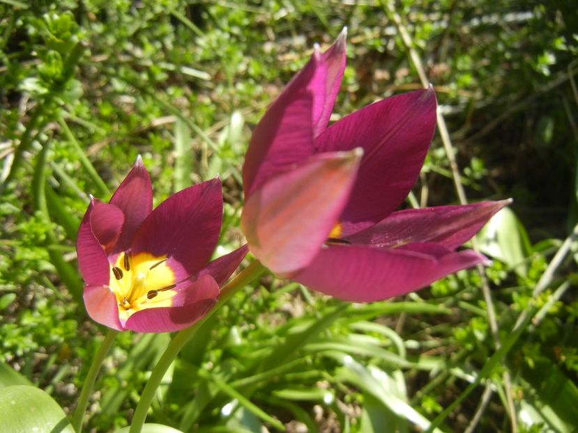 Tulipa Persian Pearl (2018, April 09) - Tulipa Persian Pearl