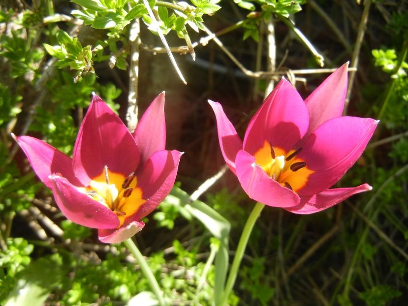 Tulipa Persian Pearl (2018, April 09) - Tulipa Persian Pearl