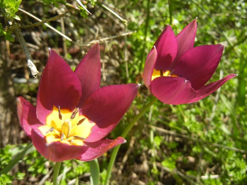 Tulipa Persian Pearl (2018, April 09) - Tulipa Persian Pearl