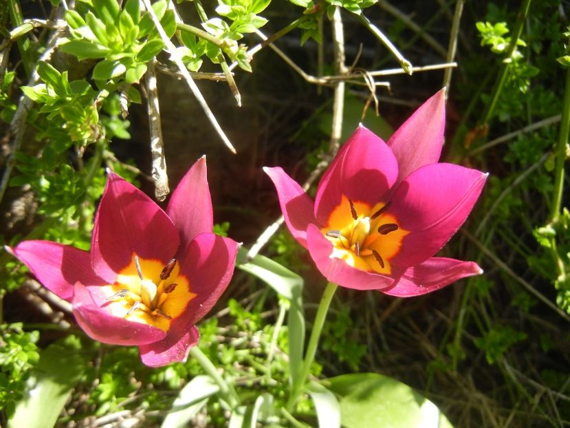 Tulipa Persian Pearl (2018, April 09) - Tulipa Persian Pearl