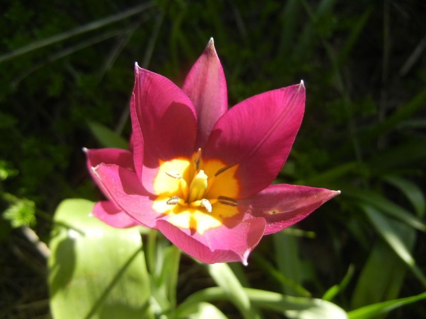 Tulipa Persian Pearl (2018, April 09) - Tulipa Persian Pearl