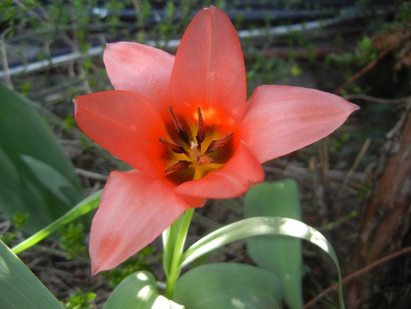 Tulipa Toronto (2018, April 09) - Tulipa Toronto