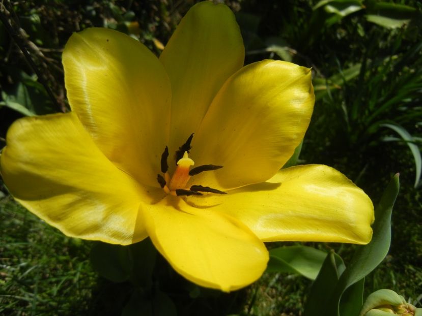 Tulipa Candela (2018, April 09) - Tulipa Candela