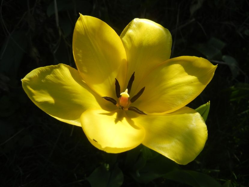 Tulipa Candela (2018, April 09) - Tulipa Candela