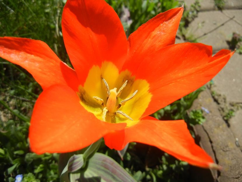 Tulipa Juan (2018, April 09) - Tulipa Juan