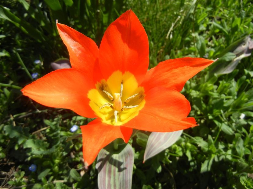 Tulipa Juan (2018, April 09) - Tulipa Juan
