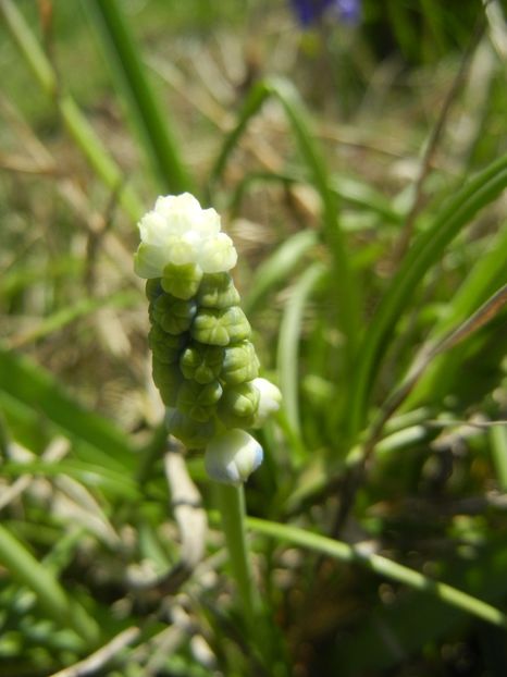 Muscari Peppermint (2018, April 09) - Muscari Peppermint