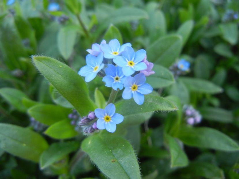 Myosotis alpestris (2018, April 09) - MYOSOTIS Alpestris