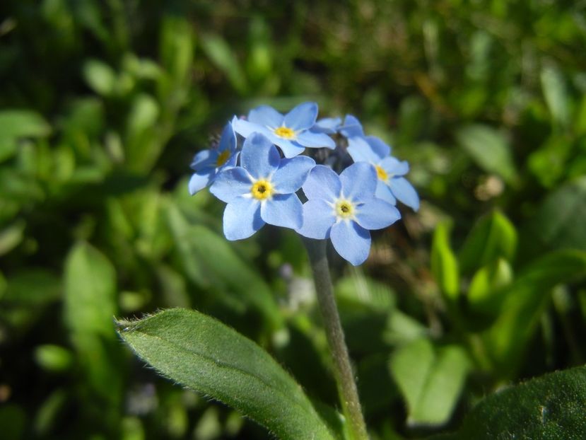 Myosotis alpestris (2018, April 09) - MYOSOTIS Alpestris