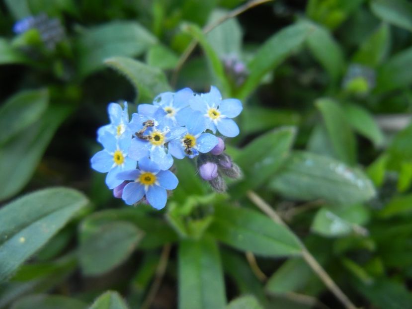 Myosotis alpestris (2018, April 09) - MYOSOTIS Alpestris