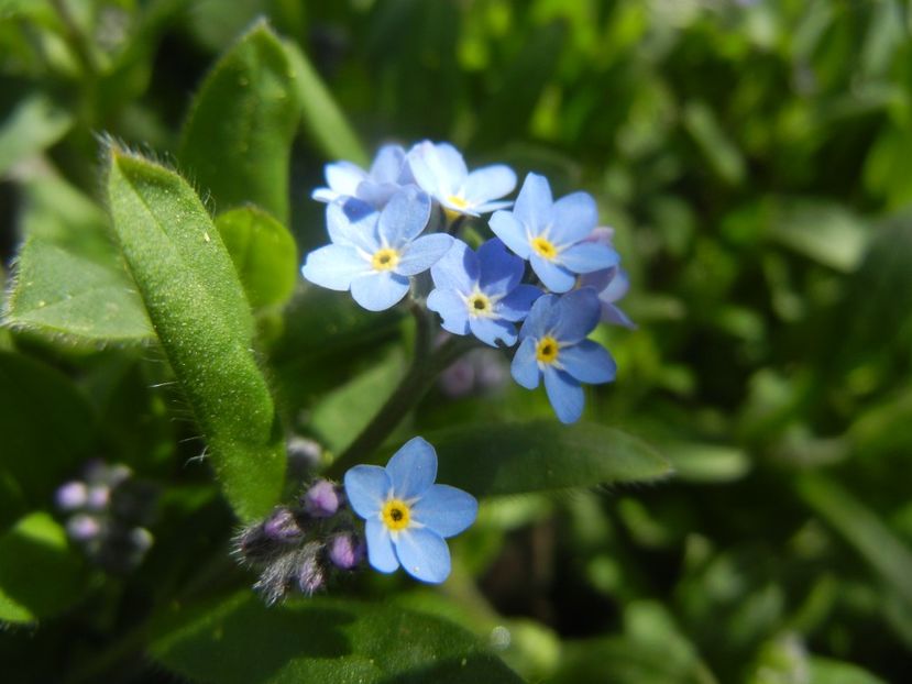 Myosotis alpestris (2018, April 09) - MYOSOTIS Alpestris