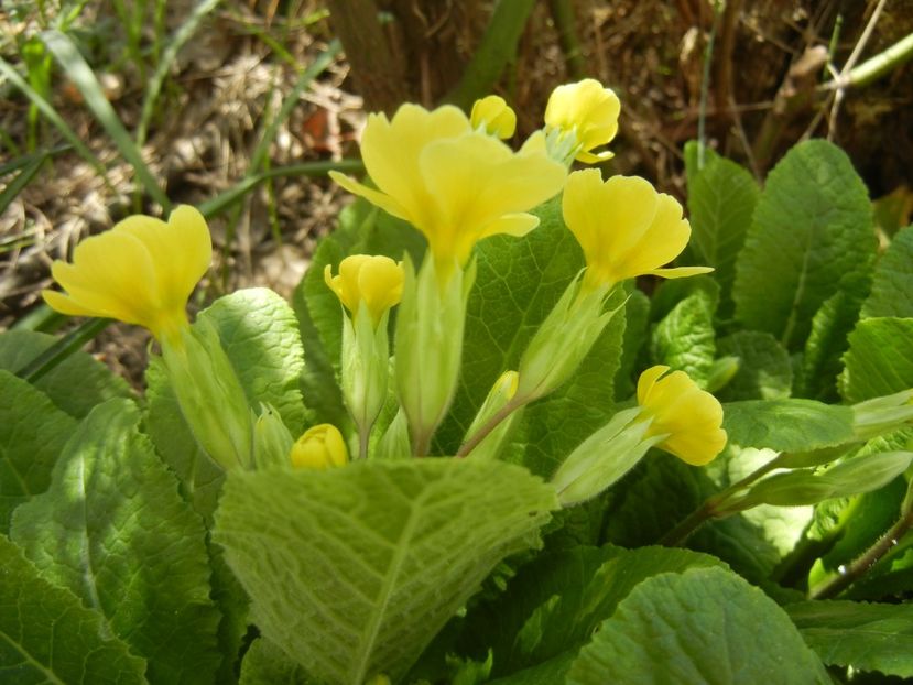 Primula polyanthus Yellow (2018, Apr.09) - Primula polyanthus Yellow