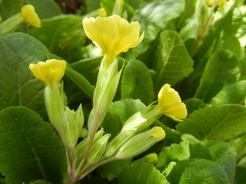 Primula polyanthus Yellow (2018, Apr.09) - Primula polyanthus Yellow