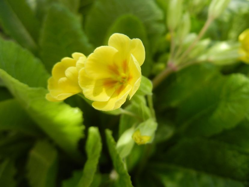 Primula polyanthus Yellow (2018, Apr.09) - Primula polyanthus Yellow