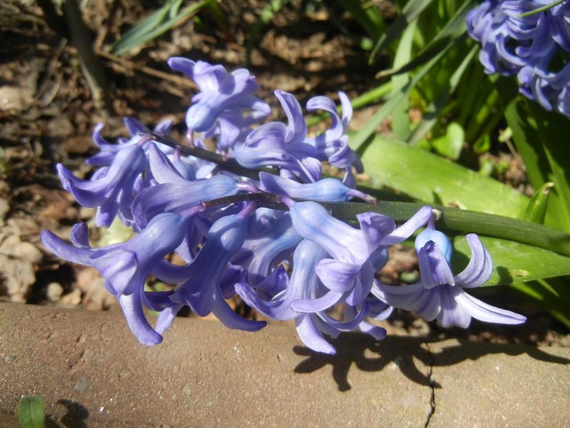 Hyacinth Delft Blue (2018, April 09) - Hyacinth Delft Blue