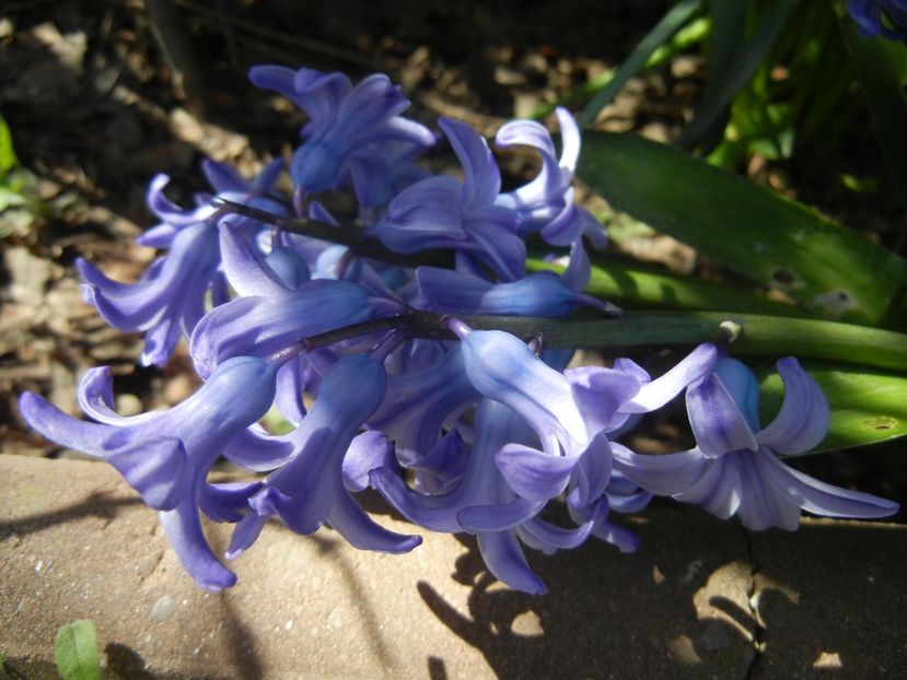 Hyacinth Delft Blue (2018, April 09) - Hyacinth Delft Blue