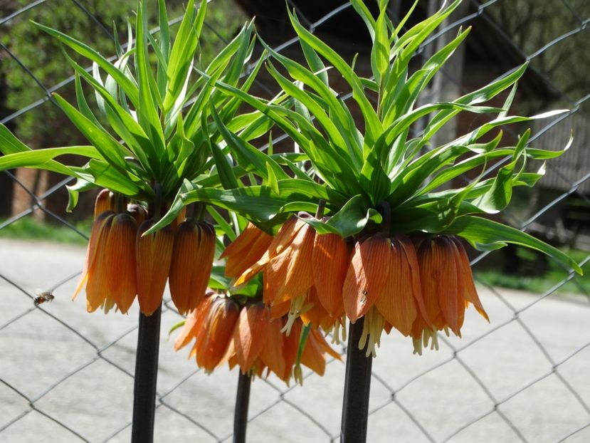  - Plante in gradina 2018