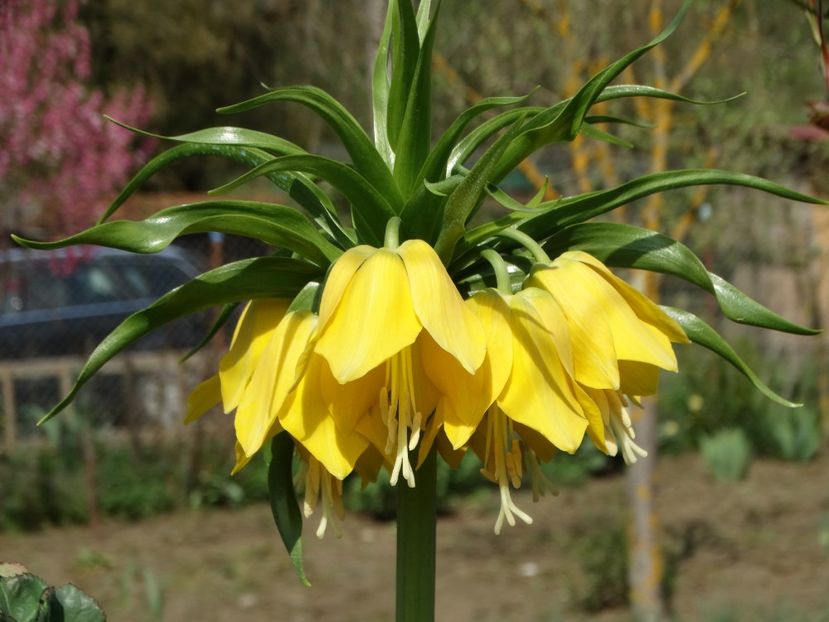  - Plante in gradina 2018