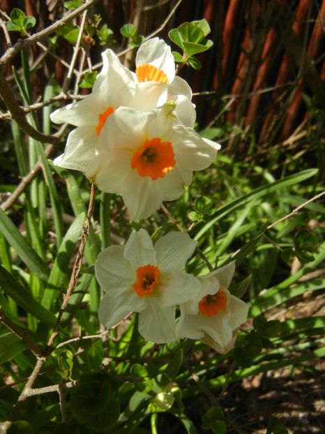 Narcissus Geranium (2018, April 10) - Narcissus Geranium