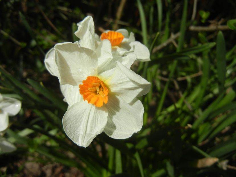Narcissus Geranium (2018, April 10) - Narcissus Geranium