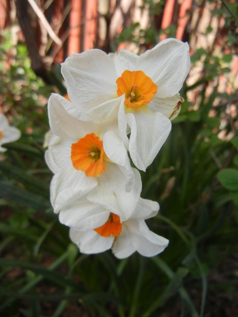 Narcissus Geranium (2018, April 13) - Narcissus Geranium
