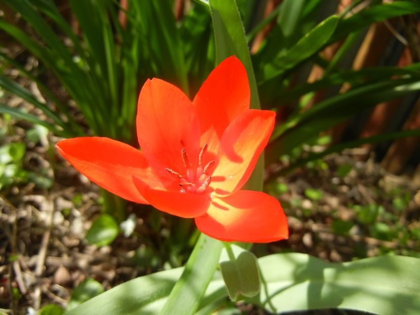 Tulipa Praestans Fusilier (2018, Apr.10) - Tulipa Praestans Fusilier