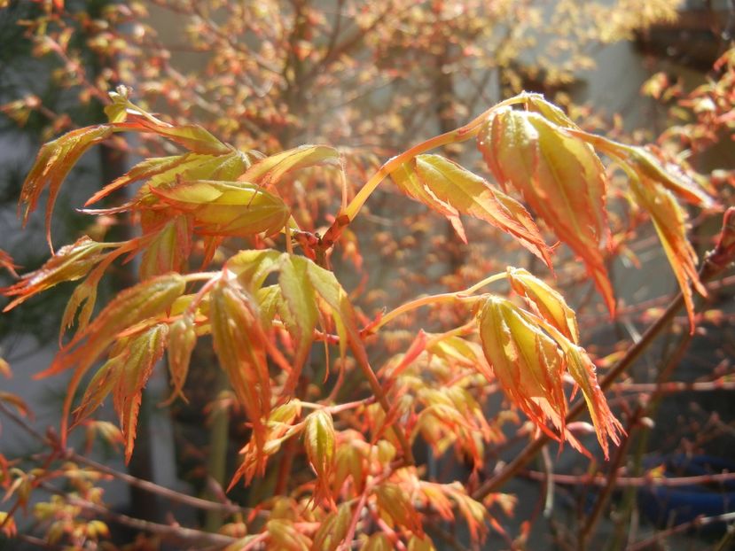 Acer palmatum Katsura (2018, April 10) - Acer palmatum Katsura