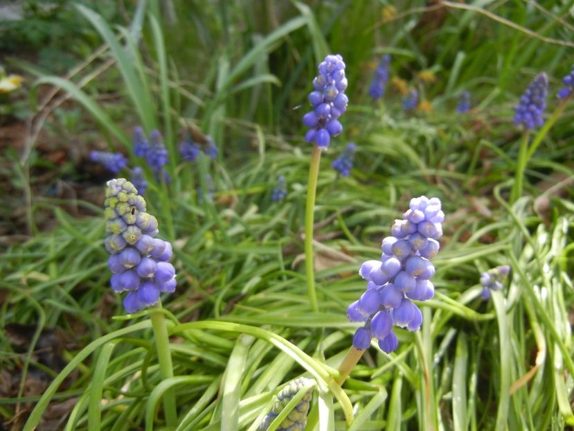 Muscari armeniacum (2018, April 10) - Muscari Armeniacum