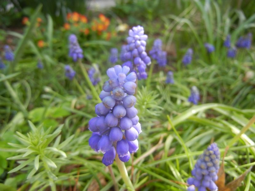 Muscari armeniacum (2018, April 10) - Muscari Armeniacum