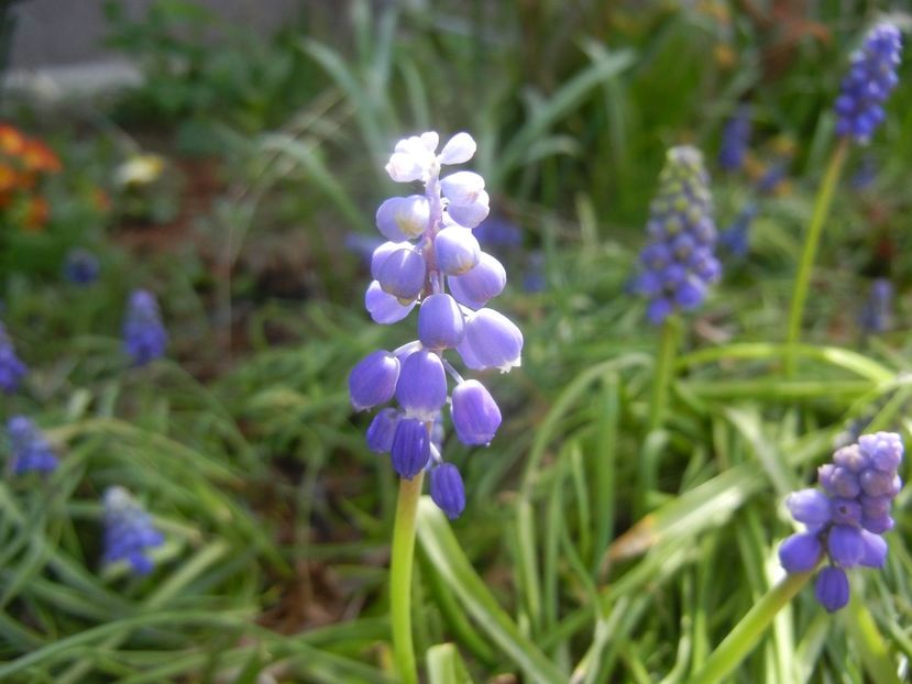 Muscari armeniacum (2018, April 10) - Muscari Armeniacum