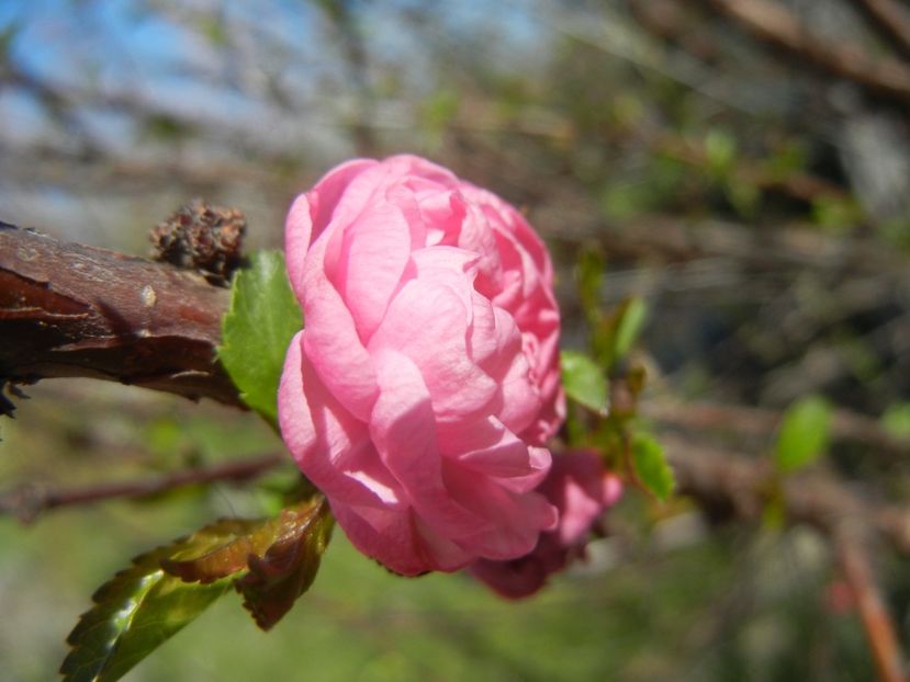 Prunus triloba (2018, April 09) - Prunus triloba