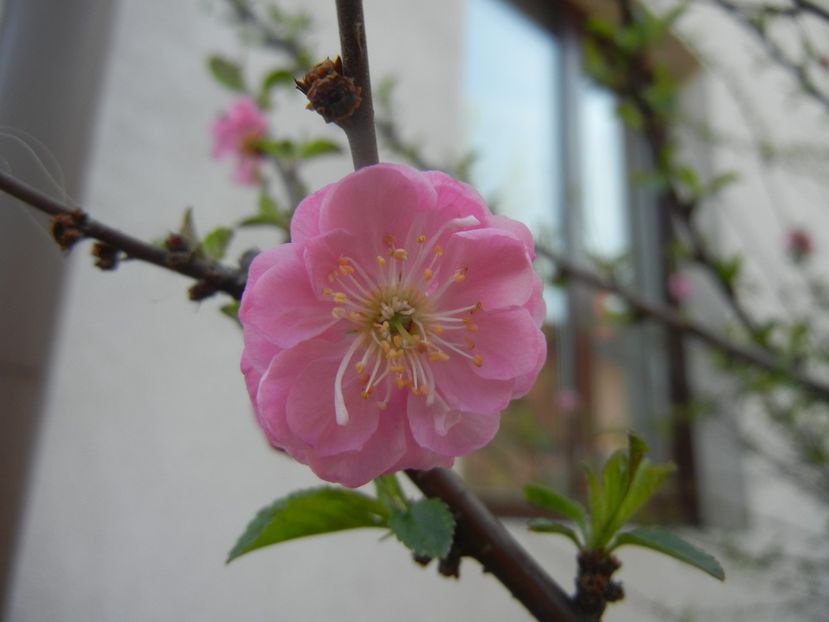 Prunus triloba (2018, April 10) - Prunus triloba