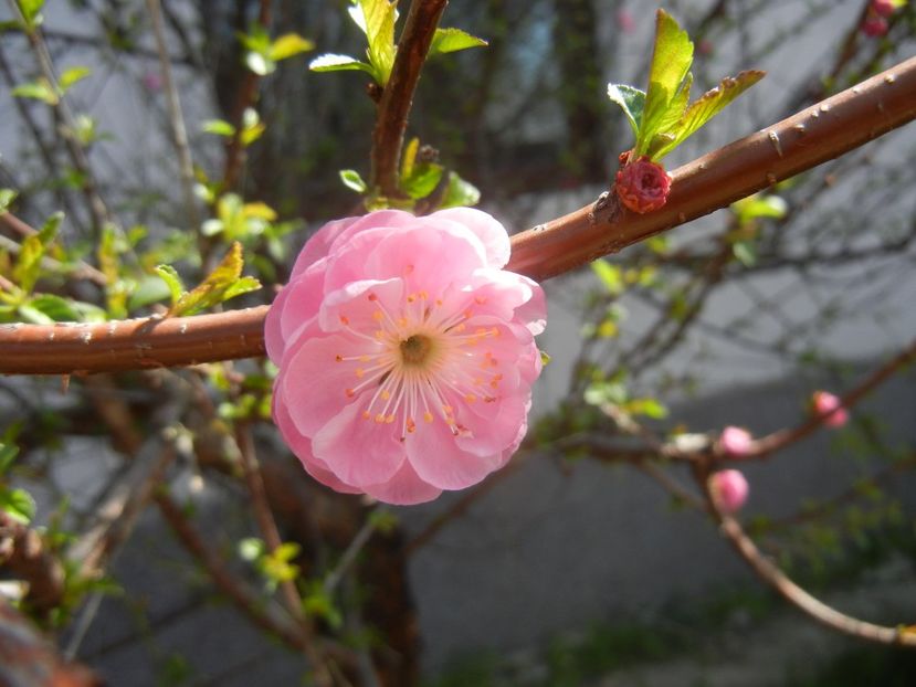 Prunus triloba (2018, April 10) - Prunus triloba