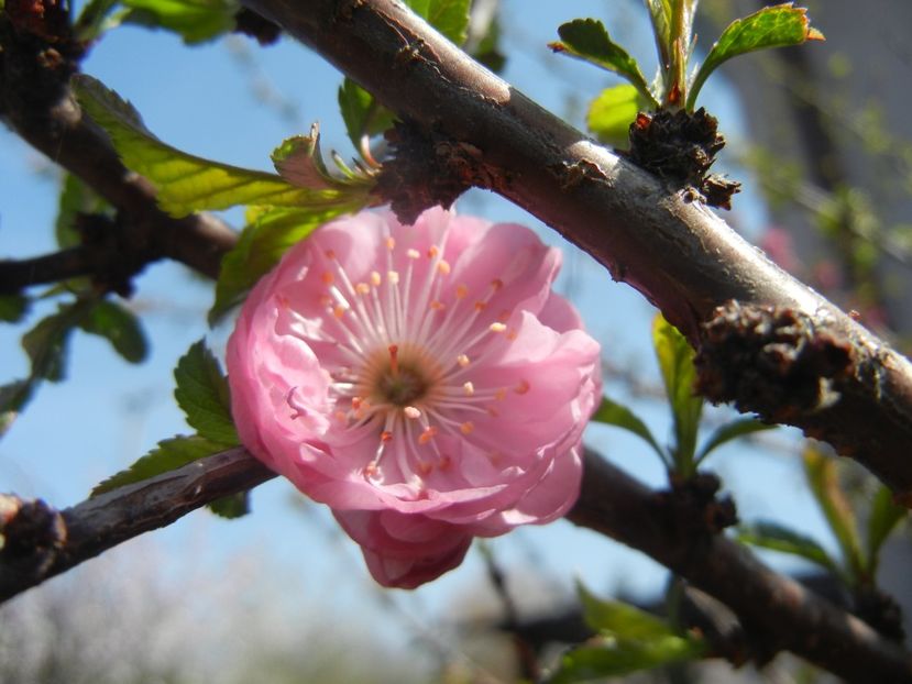 Prunus triloba (2018, April 10) - Prunus triloba