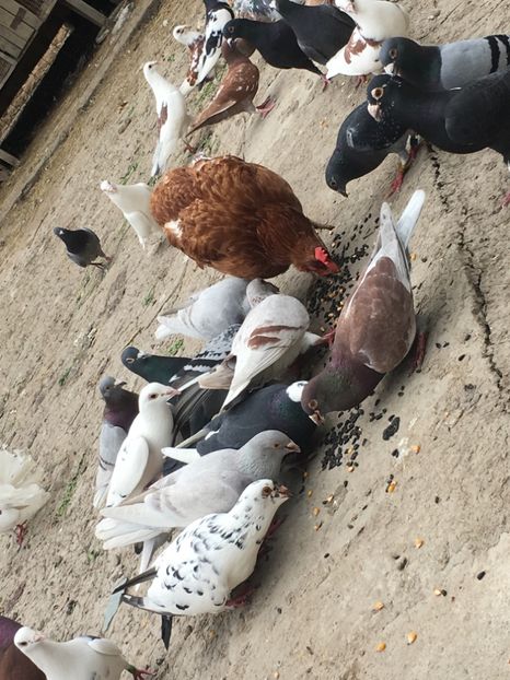 BA289D8E-4114-4EF5-BE91-57730AA6D984 - De prin curte