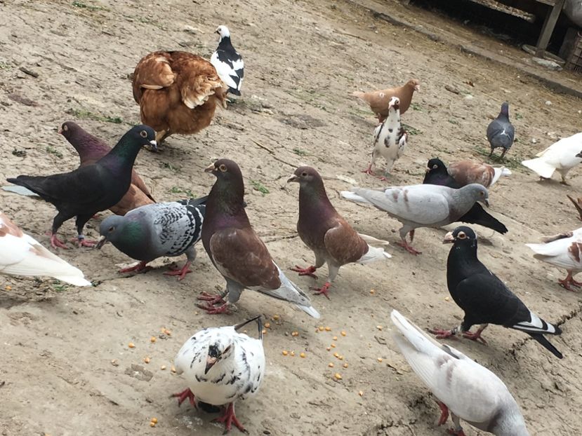 A8DD0D17-5319-46F1-8FBD-EC242FAB90DE - De prin curte