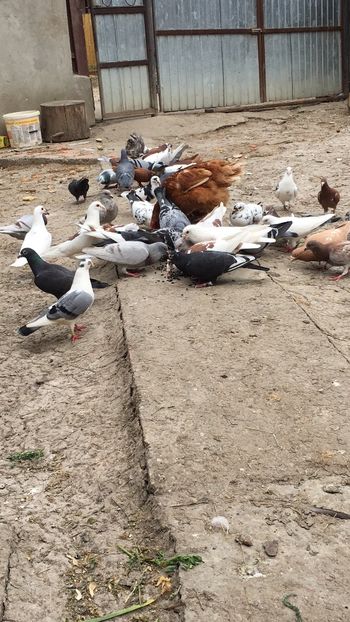 FB26C981-50CA-45A2-9AAB-6DA487D45EE2 - De prin curte