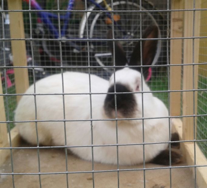 140 - DE VANZARE -2023