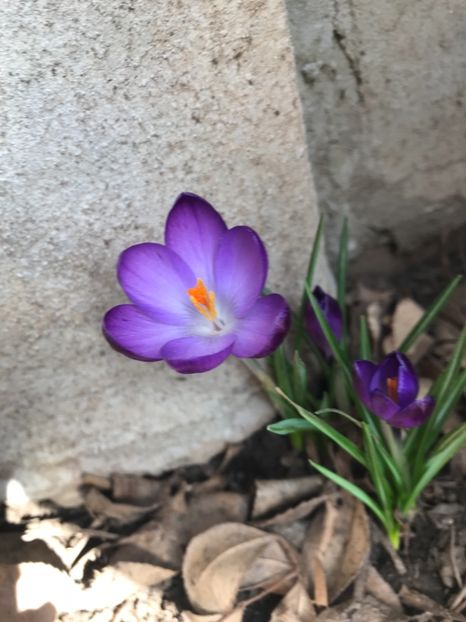 Tommasinianus 02.04.2018 - Crocus