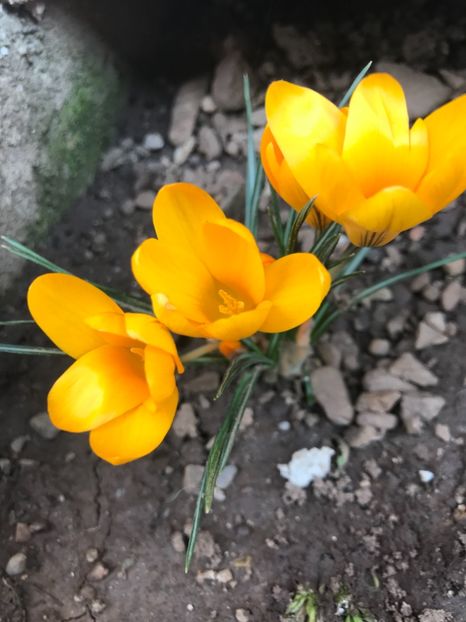 16.04.2018 - Crocus