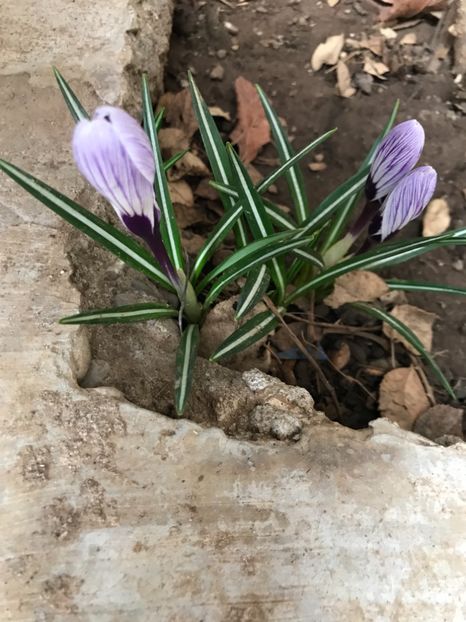 King of the Striped 22.03.2018 - Crocus
