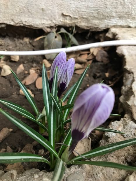 King of the Striped 20.03.2018 - Crocus