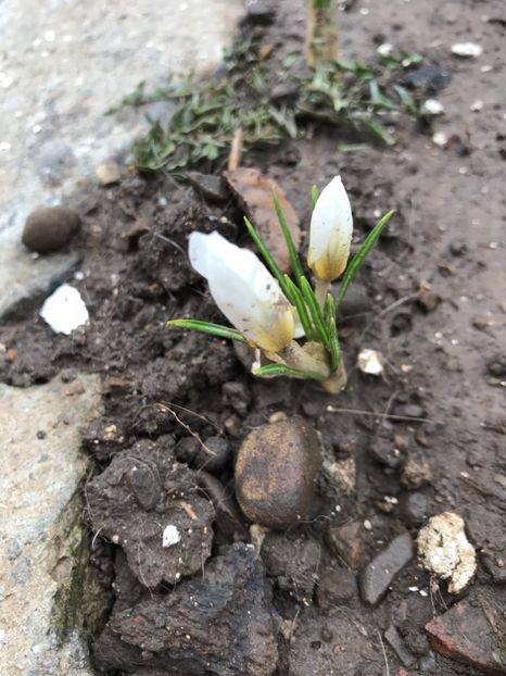 Snow Bunting 17.03.2018 - Crocus