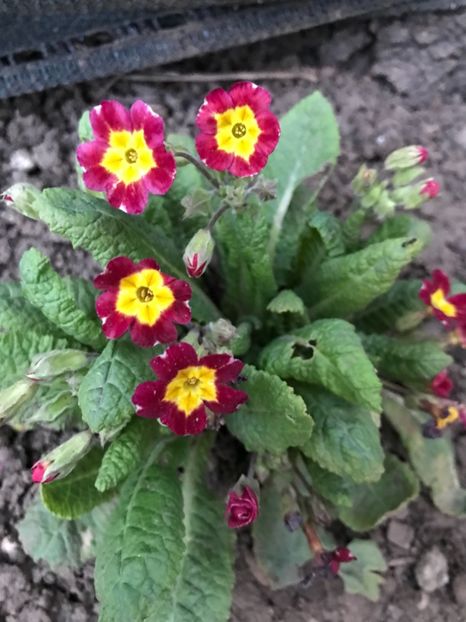 Polyanthus Red 16.04.2018 - Primula