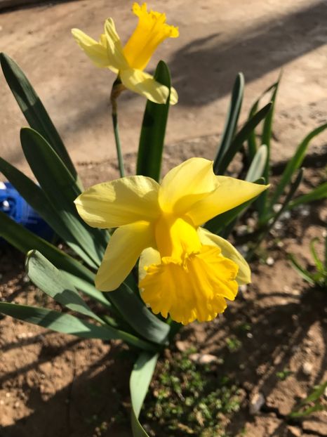 16.04.2018 - Narcise